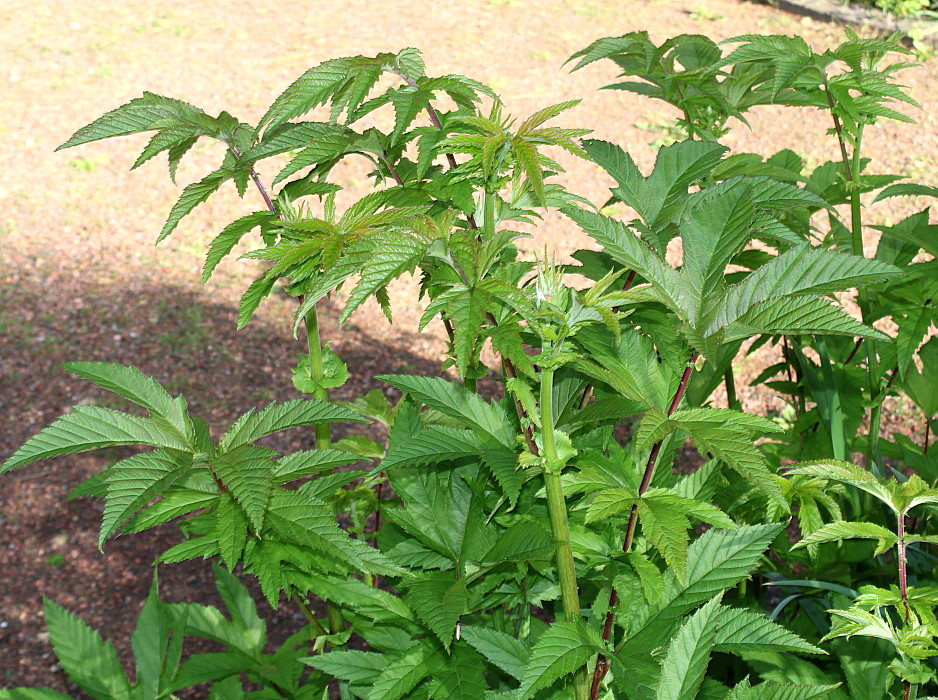 Image of Filipendula rubra specimen.