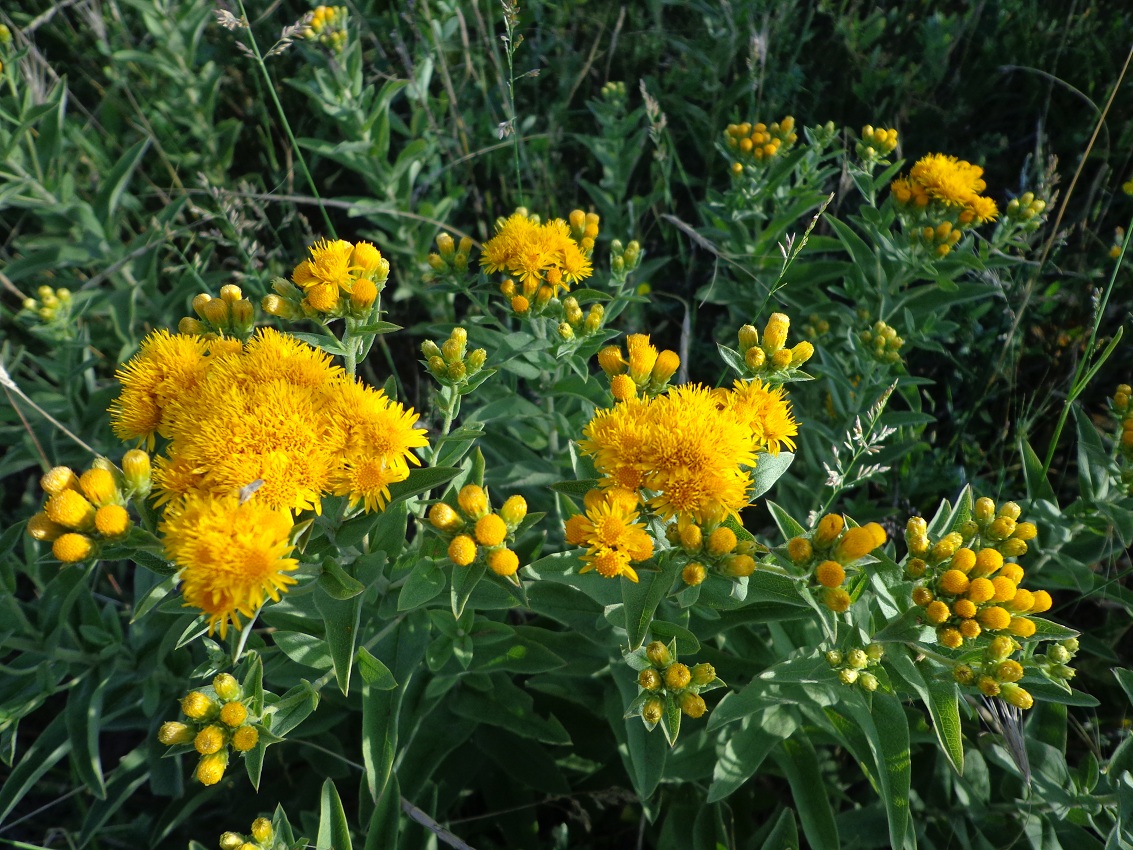 Изображение особи Inula germanica.