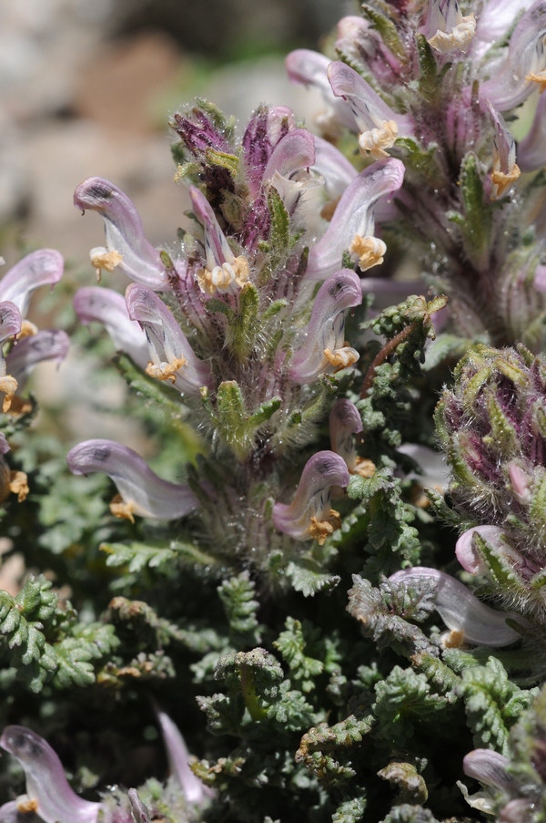 Image of Pedicularis violascens specimen.