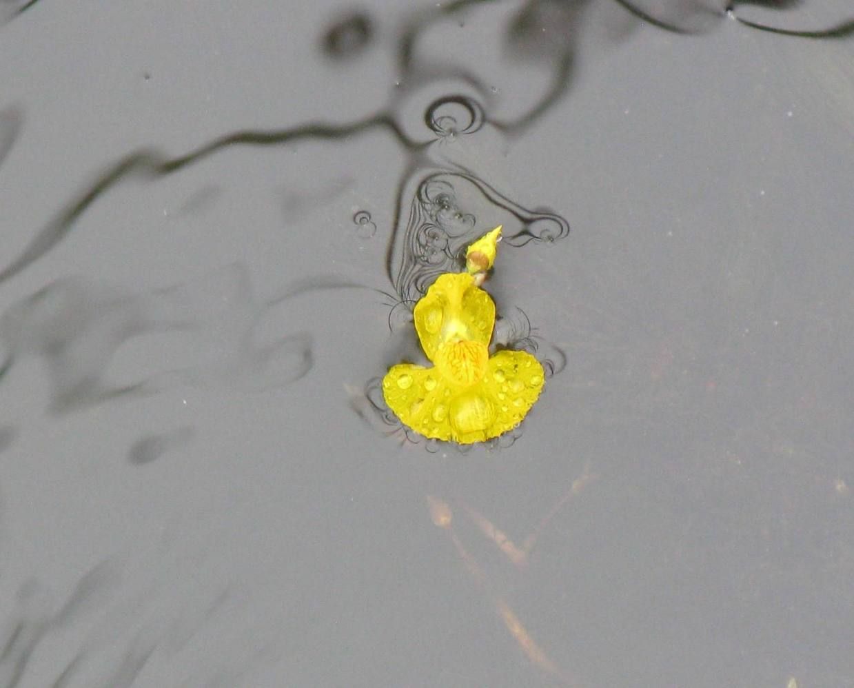 Изображение особи Utricularia vulgaris.