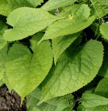 Lunaria rediviva