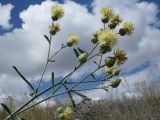 Centaurea salonitana