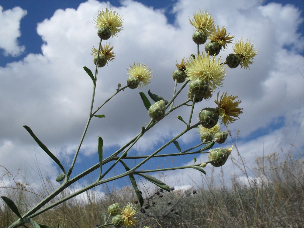 Изображение особи Centaurea salonitana.