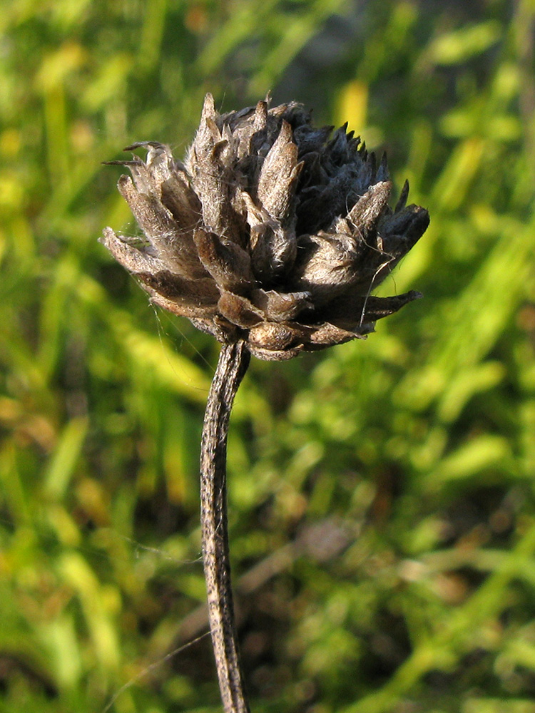 Изображение особи Cephalaria coriacea.