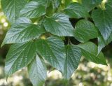 Celtis australis