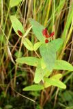 Triadenum japonicum. Плодоносящее растение. Приморский край, окр. г. Находка, падь Лебединая, заболоченный луг. 07.09.2013.