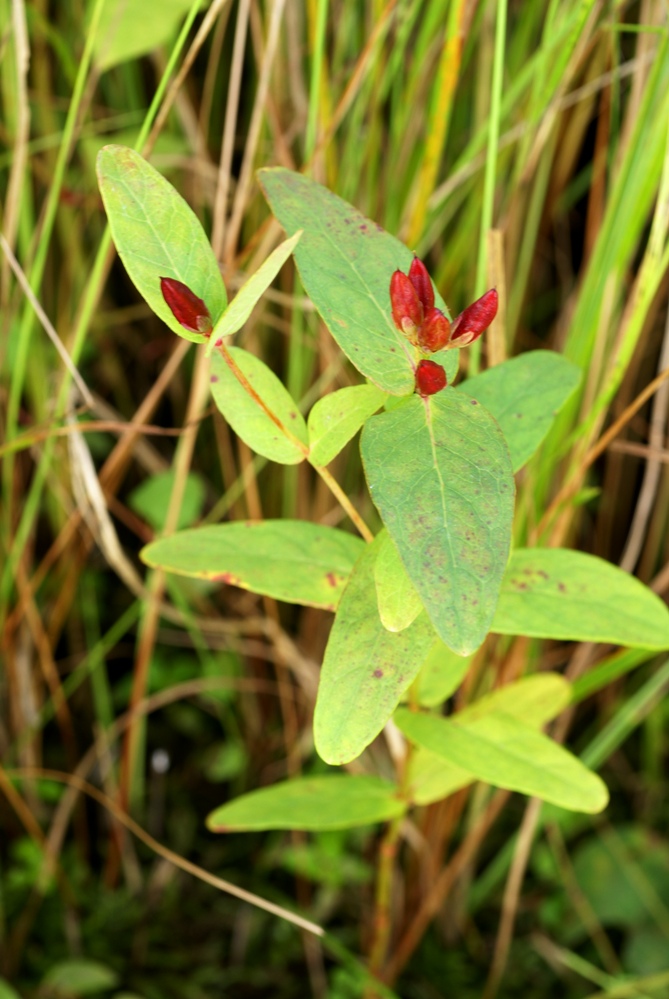 Изображение особи Triadenum japonicum.