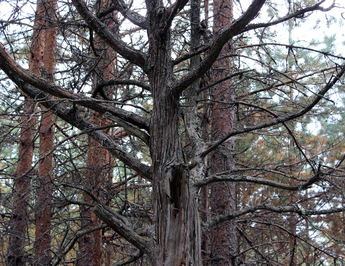 Изображение особи Juniperus communis.