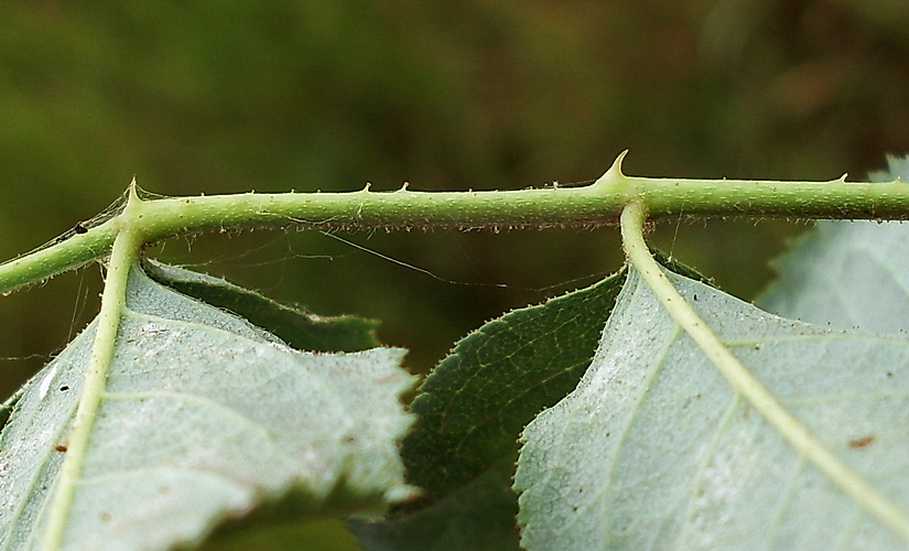 Image of Rosa tomentosa specimen.