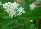 Ligustrum vulgare. Побег с соцветием Крым, Ялта, ущелье Уч-Кош. 21.06.2009.