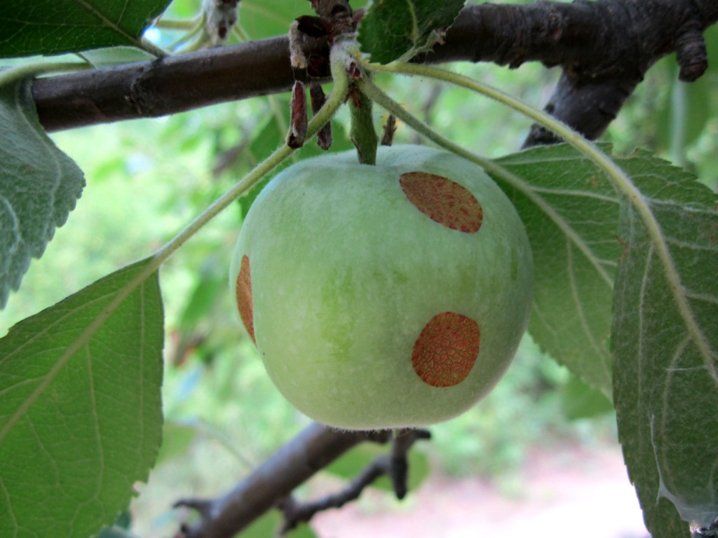 Image of Malus sylvestris specimen.
