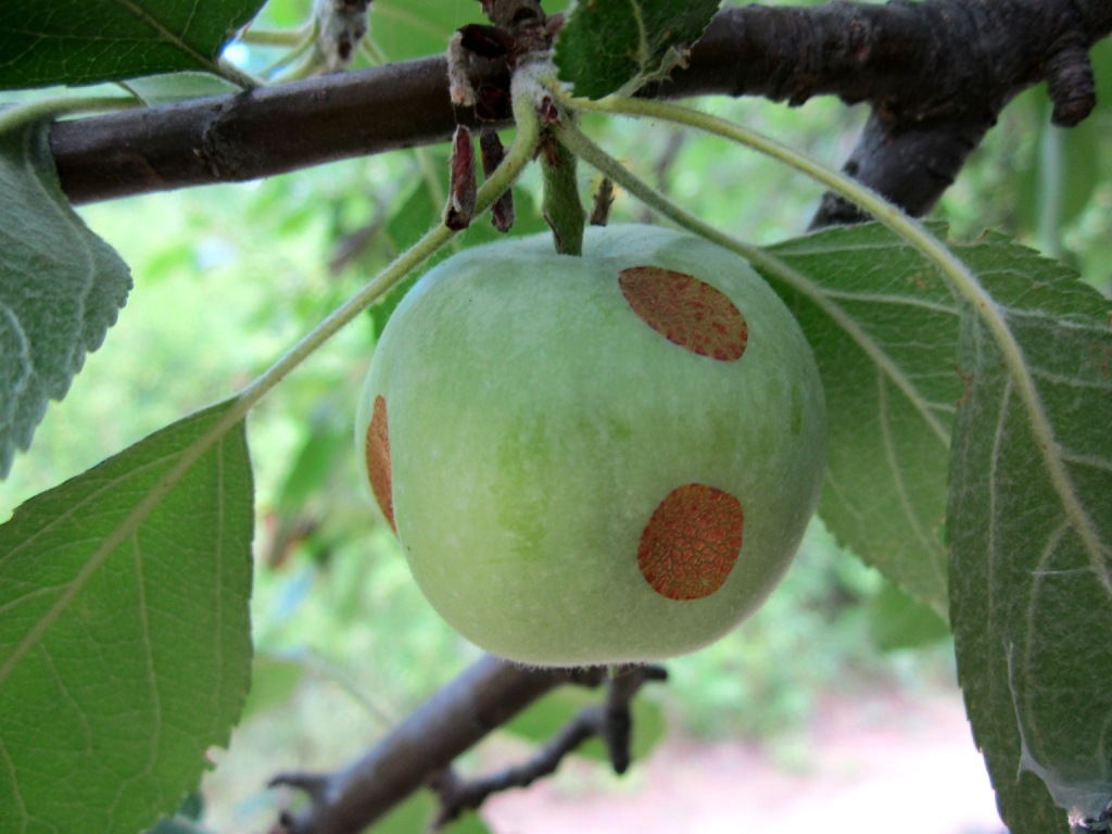 Изображение особи Malus sylvestris.