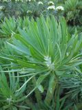 Kleinia neriifolia. Побег. Испания, Канарские острова, Тенерифе, горный массив Анага, в зарослях кустарников у обочины автомобильной дороги. 8 марта 2008 г.