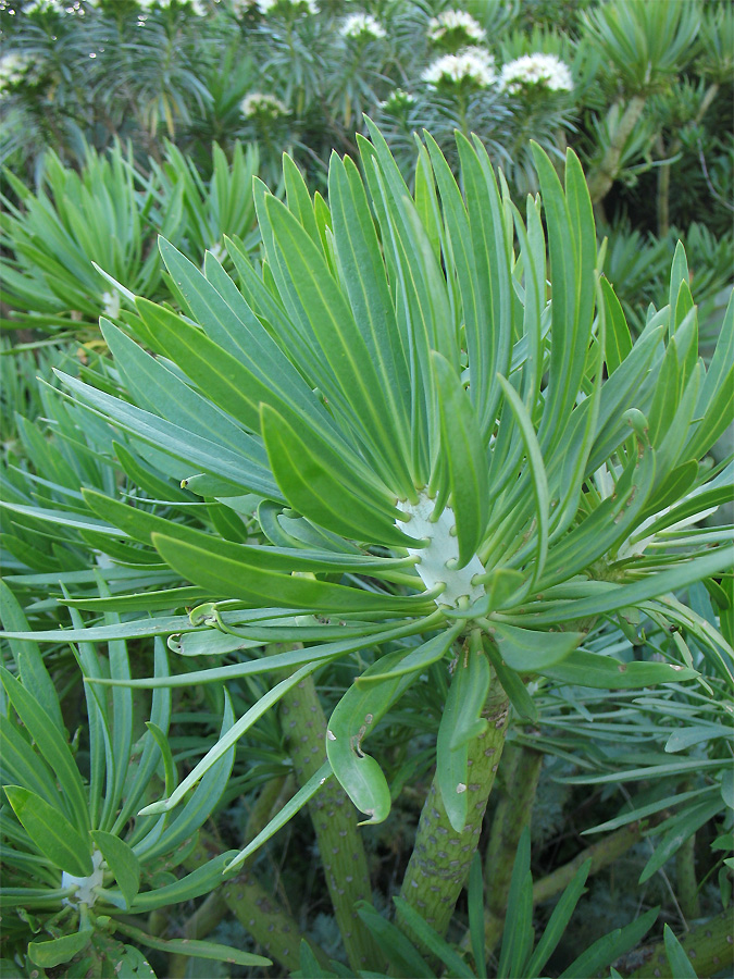 Image of Kleinia neriifolia specimen.