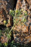 genus Steptorhamphus. Верхушка цветущего растения. Южный Казахстан, горы Каракус. 16.05.2013.