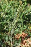 genus Artemisia. Верхушка побега с соцветиями. Крым, Симферополь, Марьино, обочина. 14 октября 2012 г.