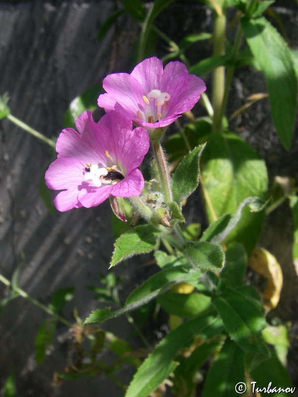 Изображение особи Epilobium villosum.