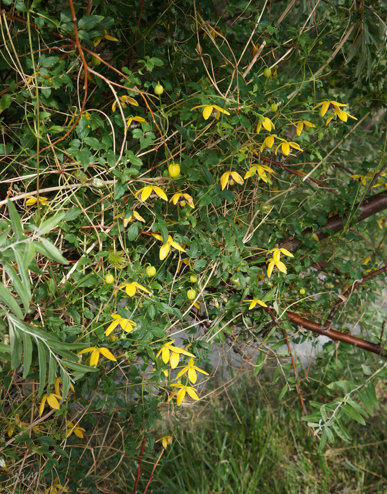 Изображение особи Clematis orientalis.