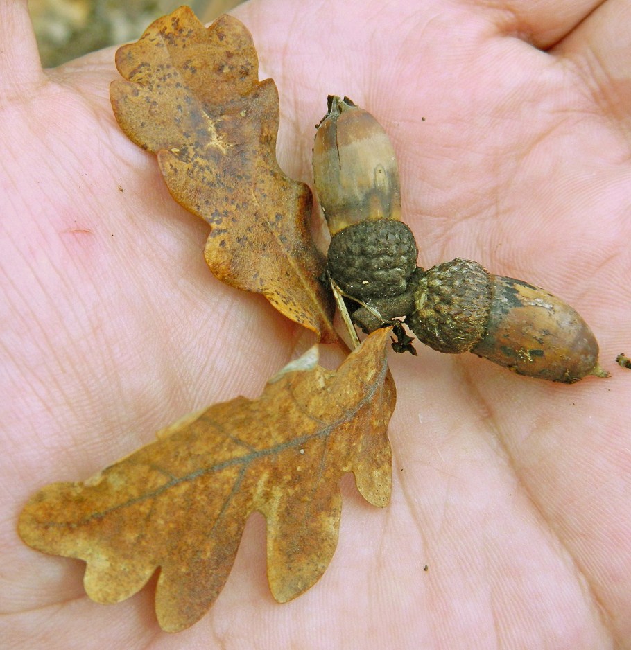 Изображение особи Quercus pubescens.