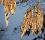 Fraxinus pennsylvanica