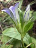 Gentiana kaufmanniana