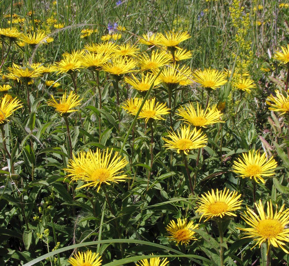 Image of Inula hirta specimen.
