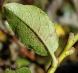 Salix apoda