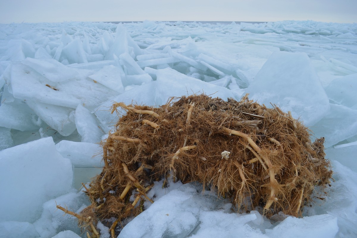 Image of Phragmites australis specimen.