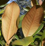 Magnolia grandiflora