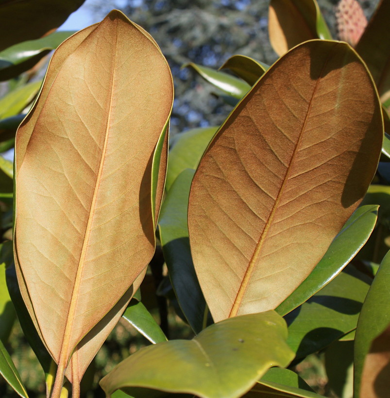 Image of Magnolia grandiflora specimen.