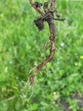 Centaurea cyanus. Корневая система. Белгородская обл., Губкинский р-н, запов.\"Белогорье\", участок \"Ямская степь\". 15 июня 2009 г.
