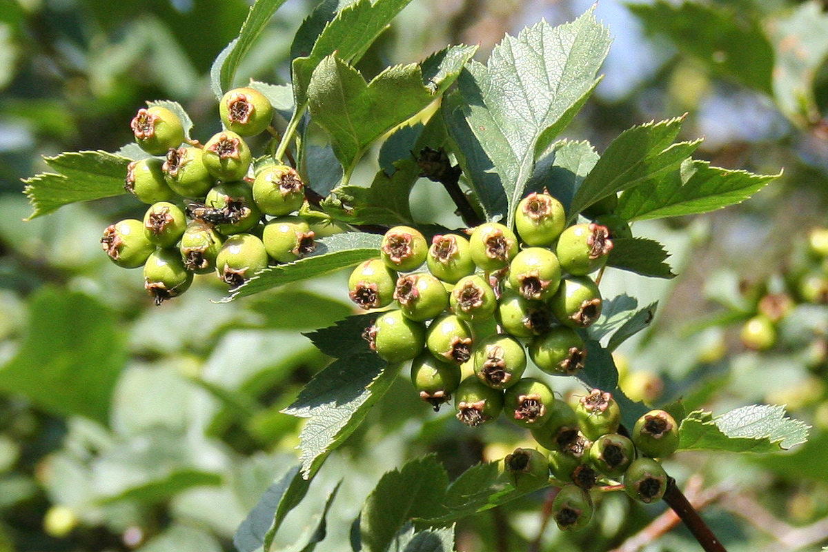 Изображение особи Crataegus chlorocarpa.