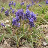 Muscari neglectum. Цветущие растения. Краснодарский край, г. Новороссийск, мыс Шесхарис, приморский склон. 22.03.2014.