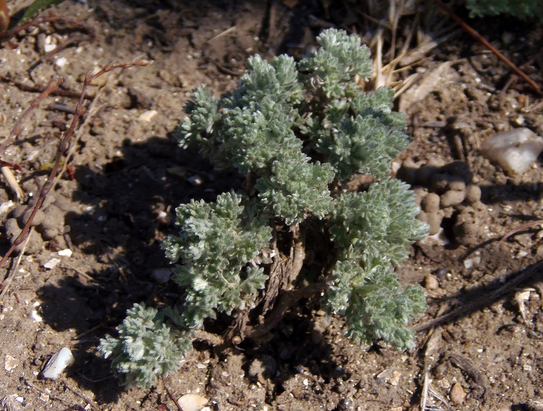 Image of genus Artemisia specimen.