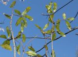 Myrica pensylvanica