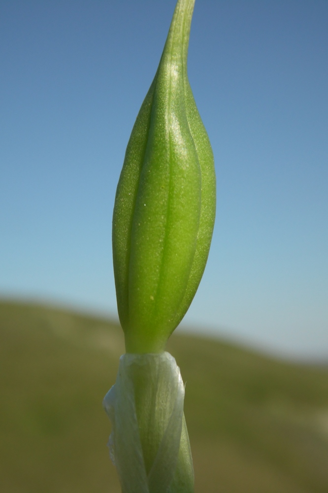 Image of Iris pumila specimen.