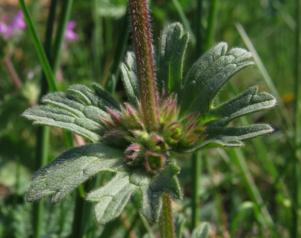 Image of Lamium amplexicaule var. orientale specimen.