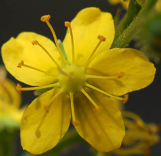 Image of Agrimonia viscidula specimen.