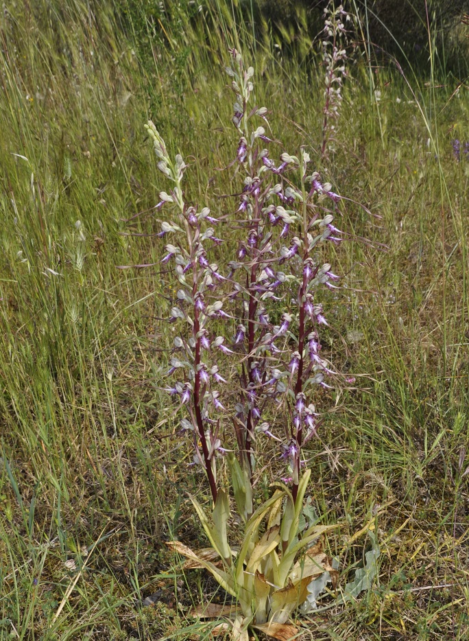 Изображение особи Himantoglossum calcaratum ssp. rumelicum.