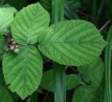 Rubus glandulosus. Лист и соцветие в бутонах. Словения, регион Нижняя Посавска, Краковский лес, пойменный дубняк. 12.05.2014.