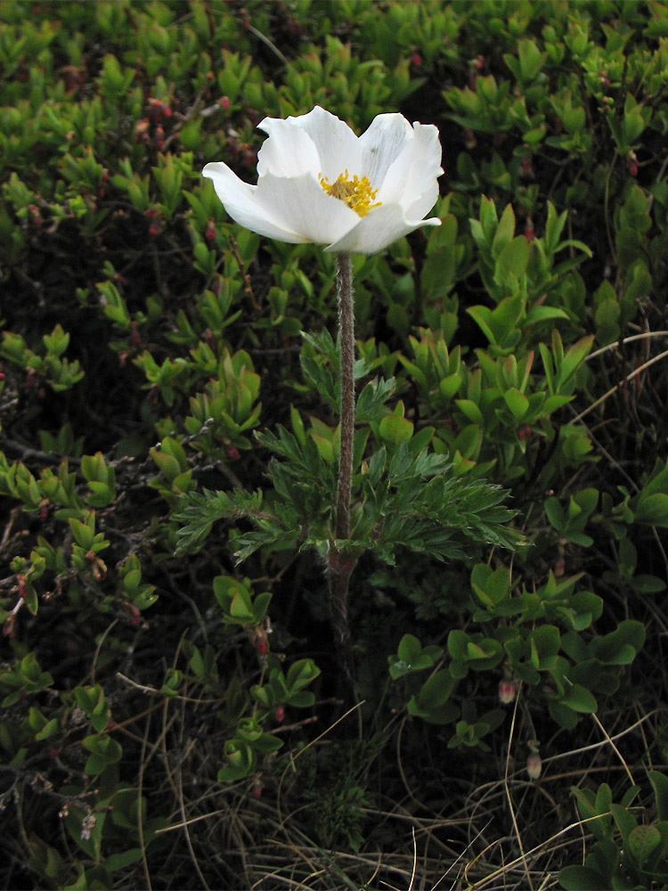 Image of Pulsatilla scherfelii specimen.