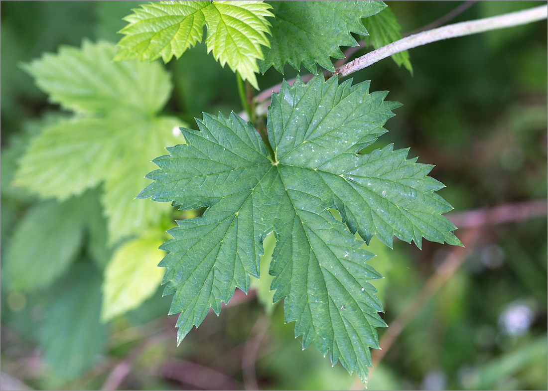 Изображение особи Humulus lupulus.