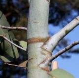 Eucalyptus perriniana. Разветвление в средней части ствола ('Spinning Gum'). Германия, г. Дюссельдорф, Ботанический сад университета. 02.06.2014.