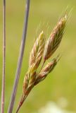 Bromus hordeaceus