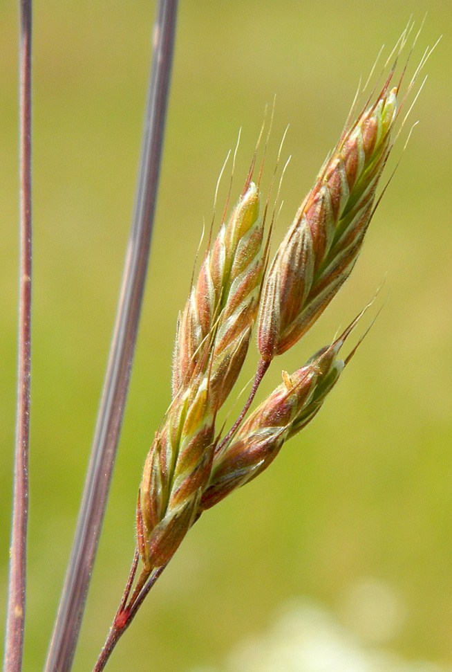 Изображение особи Bromus hordeaceus.