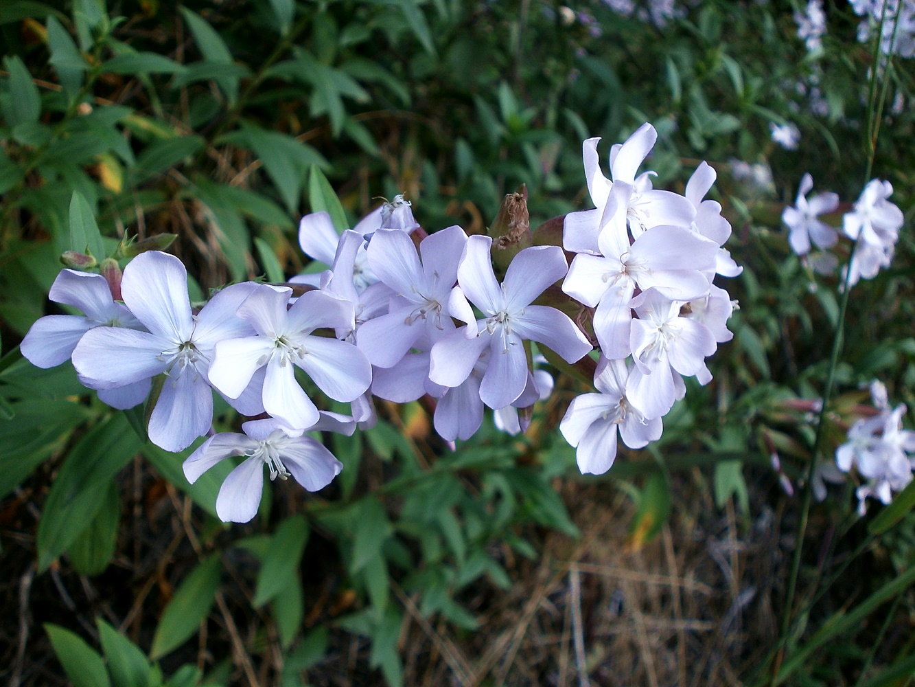 Изображение особи Saponaria officinalis.