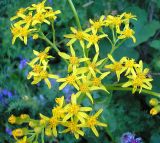 Senecio schwetzowii