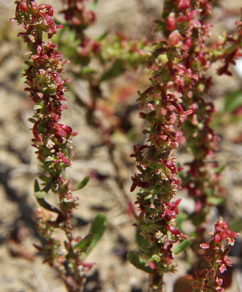 Изображение особи Rumex bucephalophorus.