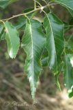 Quercus variabilis. Листья. Молдова, Кишинев, Ботанический сад АН Молдовы. 12.07.2014.