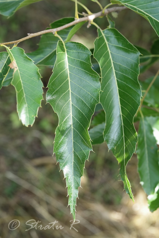 Image of Quercus variabilis specimen.